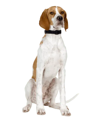 English Pointer