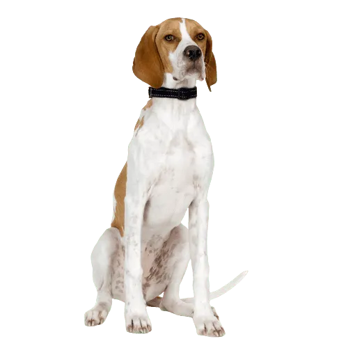 English Pointer