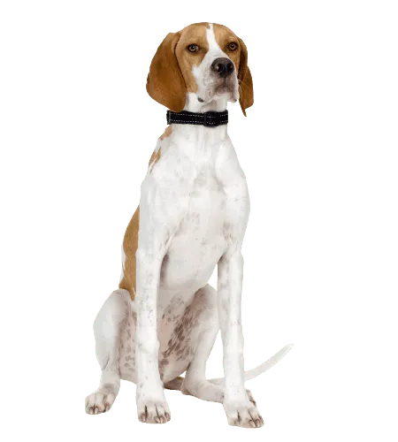 English Pointer