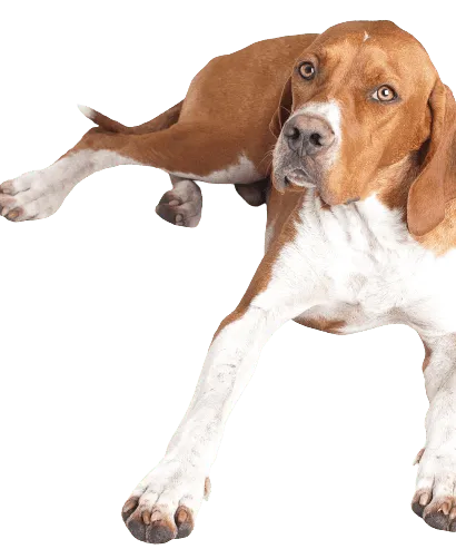 English Pointer