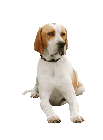 English Pointer