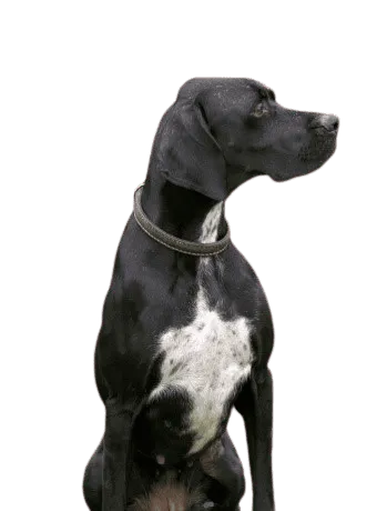 English Pointer