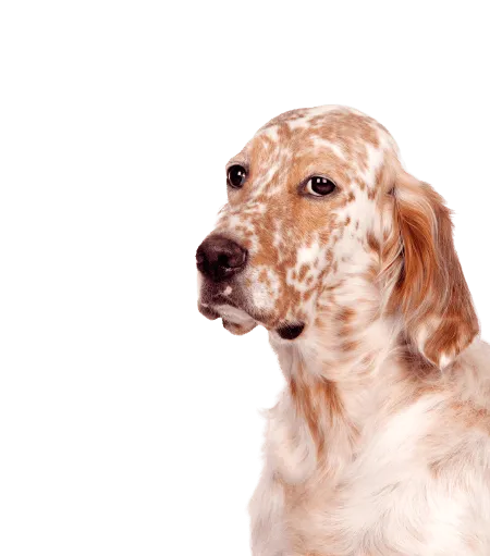 Bild für English Setter