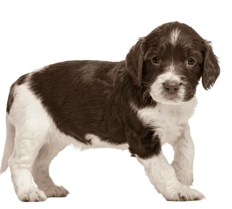 English Springer Spaniel