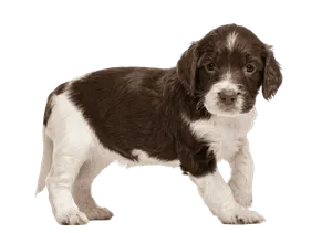 English Springer Spaniel