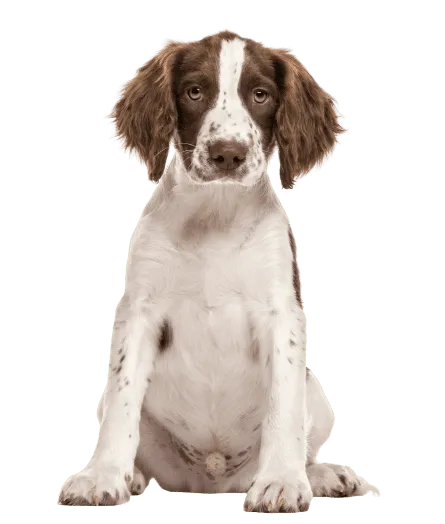 English Springer Spaniel