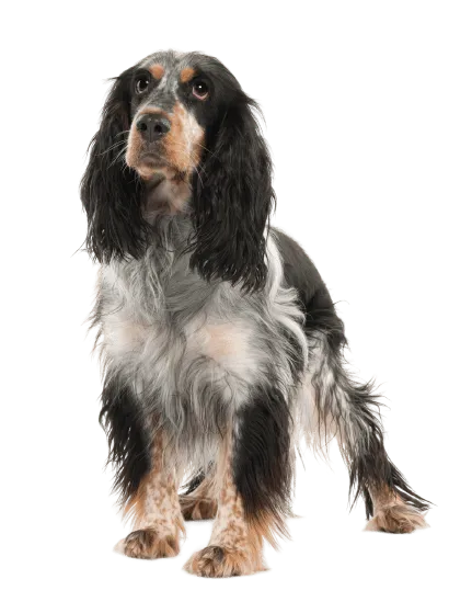 English Springer Spaniel