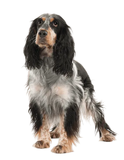 English Springer Spaniel