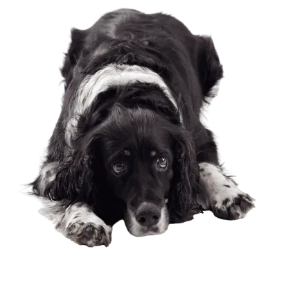 English Springer Spaniel