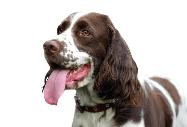 English Springer Spaniel Bild