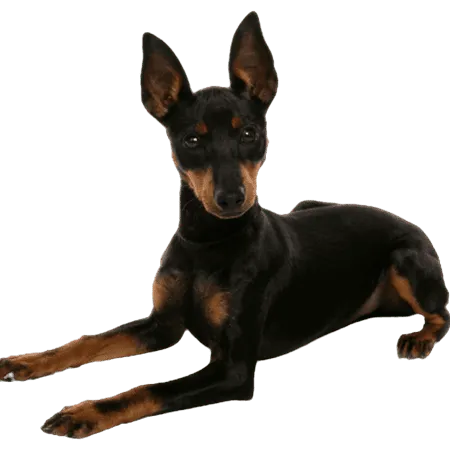 Bild für English Toy Terrier