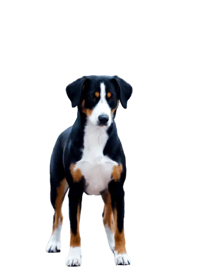 Entlebucher-Sennenhund-6