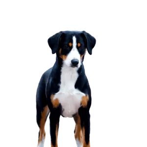 Entlebucher-Sennenhund-6