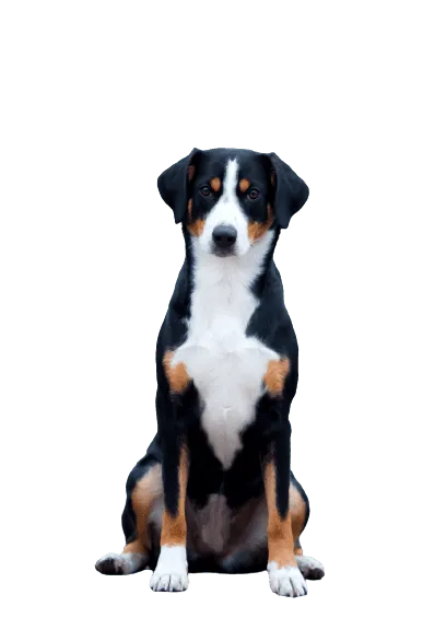 Entlebucher-Sennenhund-2
