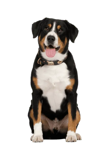 Entlebucher-Sennenhund-4