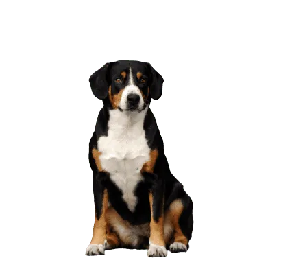 Entlebucher-Sennenhund-3