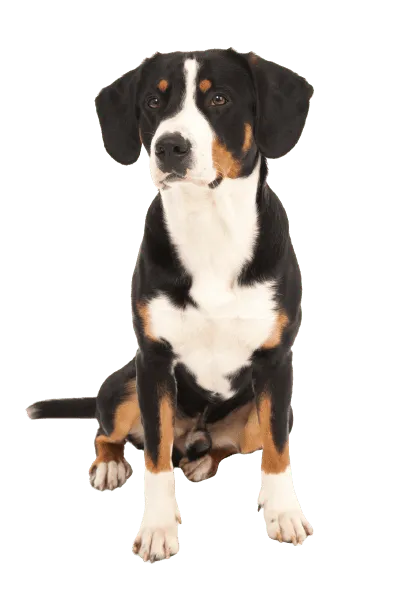 Entlebucher-Sennenhund-5