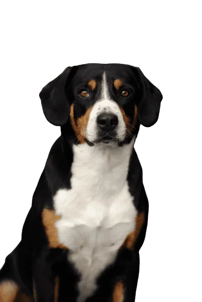 Entlebucher Sennenhund Bild