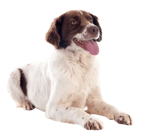 Epagneul-Francais-puppy