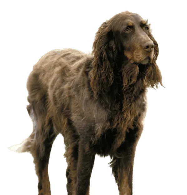 Epagneul Picard Bild