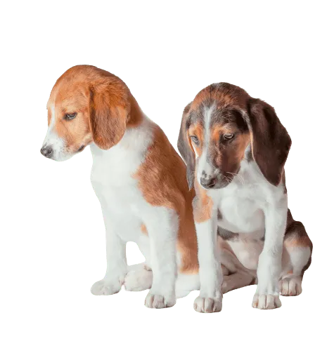 Estnische-Bracke-puppies