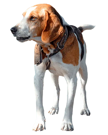 Estnische-Bracke-adult