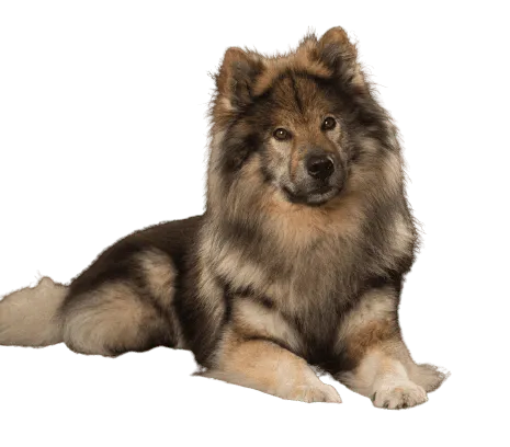 Eurasier-2