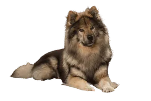 Eurasier-2