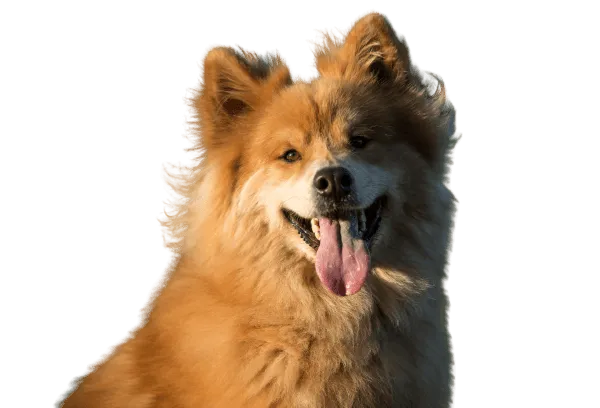 Eurasier Bild