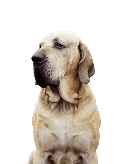 Bild für Fila Brasileiro