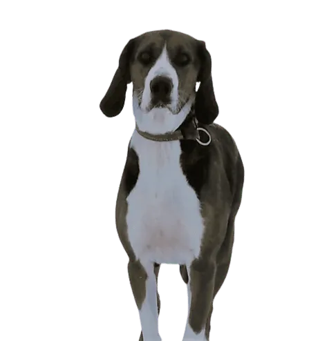 Bild für Finnischer Laufhund