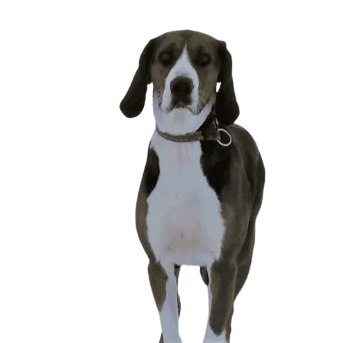 Finnischer Laufhund Bild