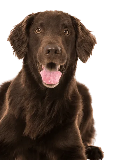 Bild für Flat-Coated Retriever
