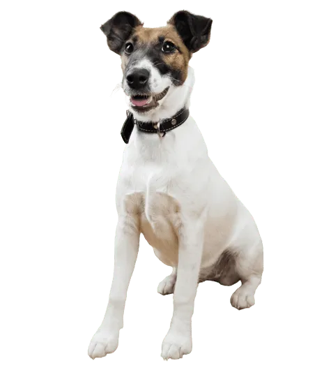 Foxterrier-Glatthaar-puppy