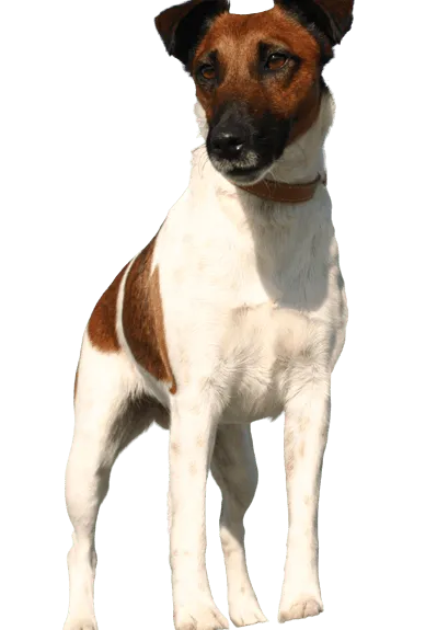 Foxterrier-Glatthaar-adult