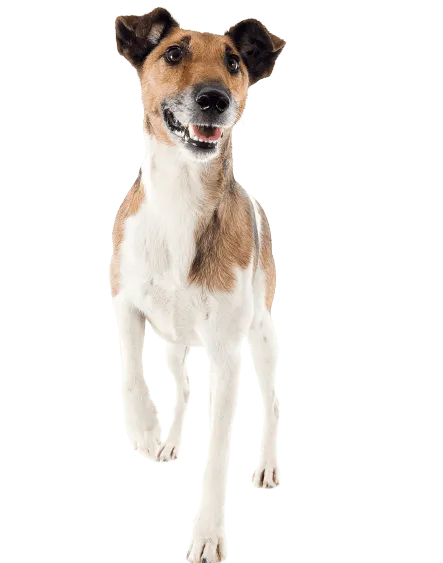 Foxterrier (Glatthaar) Bild