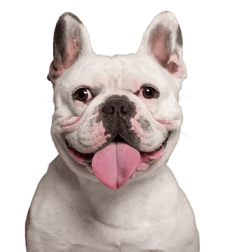 Bild für Französische Bulldogge