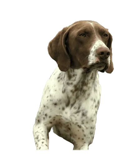 Bild für Französischer Vorstehhund