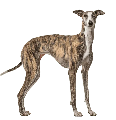 Galgo Español