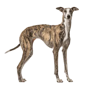 Galgo Español