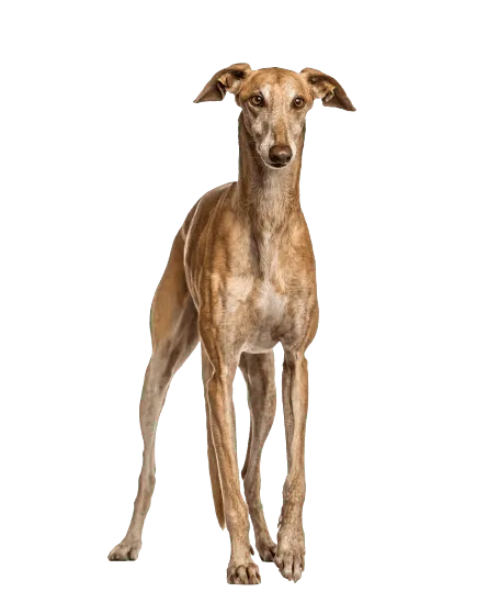 Galgo Español