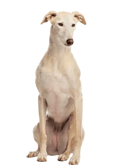 Galgo Español