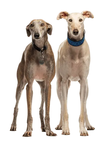 Galgo Español