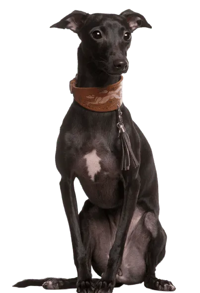 Galgo Español