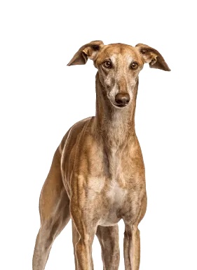 Galgo Español Bild