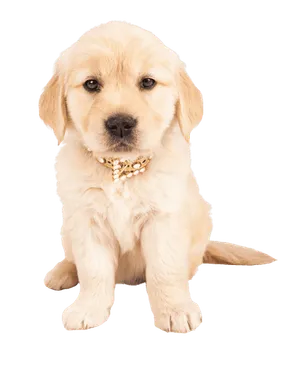 Golden Retriever Puppy