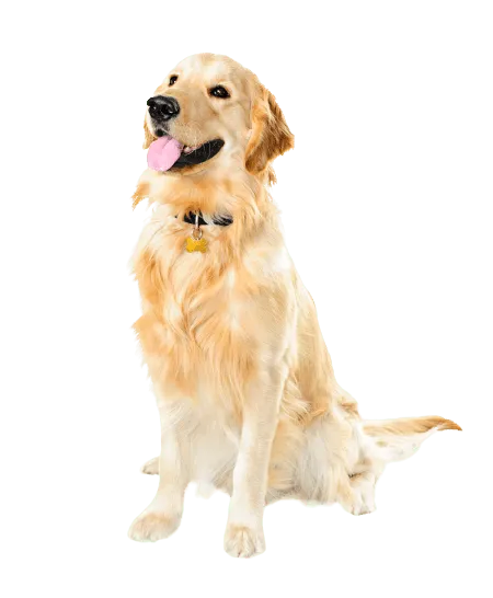 Bild für Golden Retriever