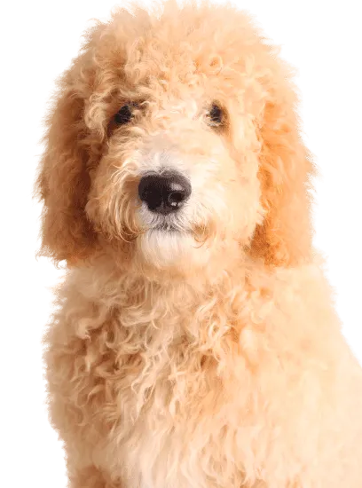 Bild für Goldendoodle