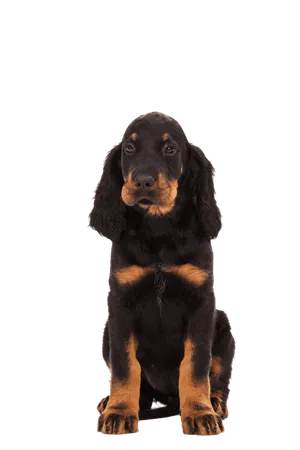 Gordon Setter (5)