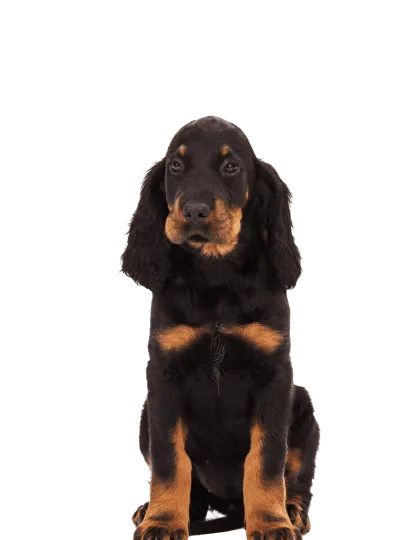 Gordon Setter (5)